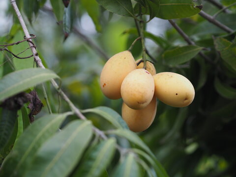 Marian plum, Anacardiaceae, Bouea macrophylla Griff maprang is yellow sweet fruit,nature background
