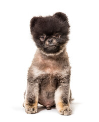Brown and Black groomed Spitz stitting on a white background