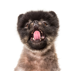 Portrait of a Brown and Black Spitz yawning, isolated