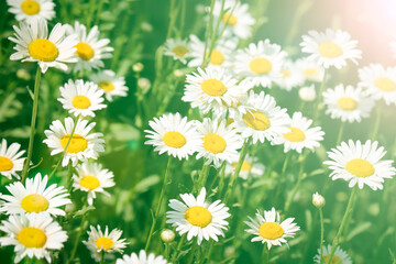 Fototapeta premium White blooming daisies. Summer landscape. Medicinal plant. Selective focus.