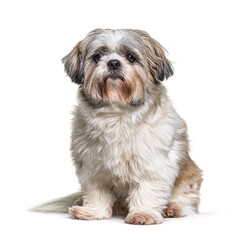 Shih Tzu looking at the camera, sitting on white