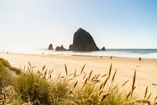 Haystack Rock and The Needles, with Gynerium spikes in the foreground, Cannon Beach, Clatsop county, Oregon, United States of America