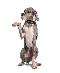 Great dane dog pawing during a training session