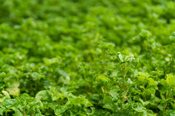 fresh green vegetable spinach at garden