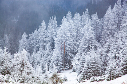 Ceahlau Massif in winter, Eastern Carpathians, Neamt County, Moldavia, Romania