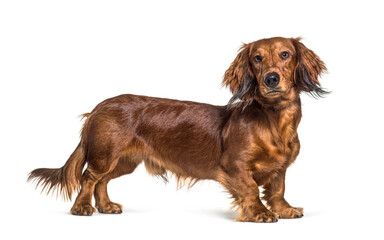 Standing dachshund looking at the camera isolated on white
