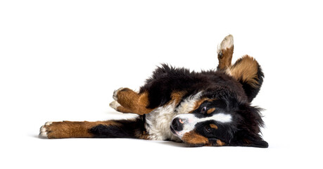 Crazy bernese monutain dog lying on its back, isolated