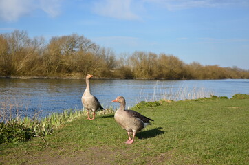 Goose on the river