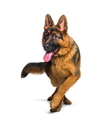 German shepherd panting and walking towards the camera, isolated on white