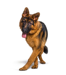 Panting german shepherd walking to the camera, isolated