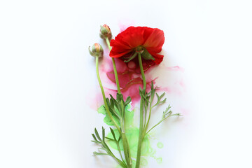 Creative image of beautiful red Buttercup flower on artistic ink background. Top view with copy space