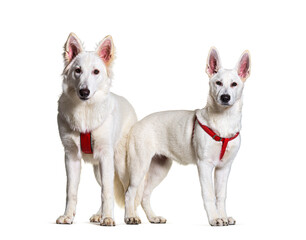 Two swiss Shepherd dogs together in front, isolated