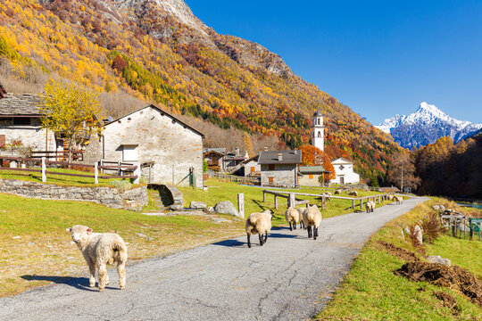 Sheep walk on the road near a mountan village, Val Bodengo, Valchiavenna, Valtellina, Lombardy, Italy