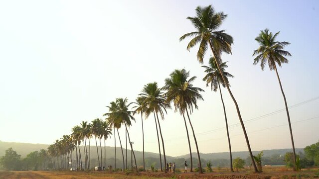 Palm tree planted in a row