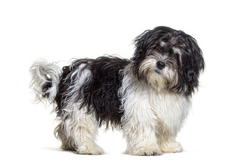 Mixed breed dog standing, isolated and looking at the camera