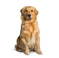 Sitting Golden Retriever cream, looking at camera