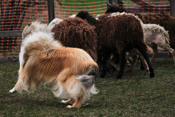Naklejka na ściany i meble Testing the herding instinct in young shepherd dogs. A long-haired collie of a red color with a chic mane and hair grazes sheep in a pen on a farm.