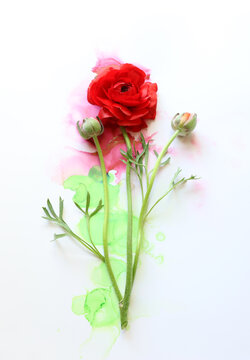 Creative image of beautiful red Buttercup flower on artistic ink background. Top view with copy space