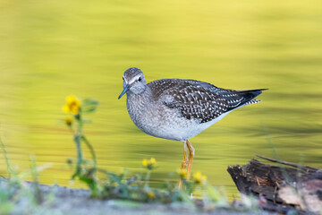 Juvenile shorebird (Lesser yellowlegs) wading in the river and vegetation during fall migration - golden yellow foliage reflecting colours on the water
