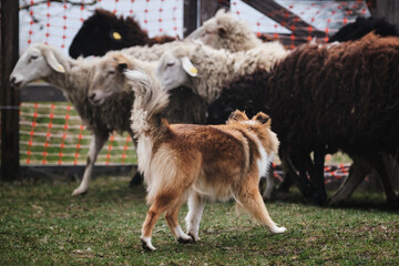 A fluffy miniature Scottish shepherd with a gorgeous mane. Sheltie is tending sheep in a paddock on...