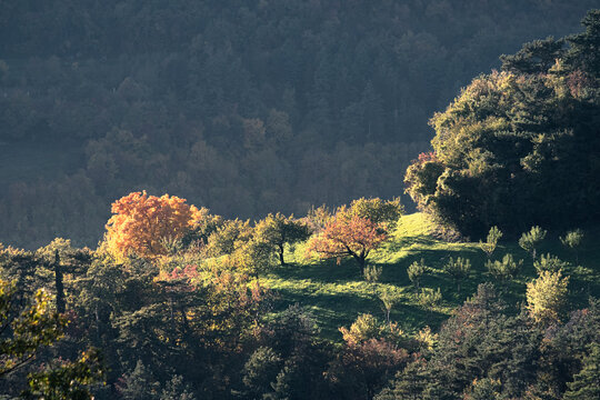 Autumn colors on trees, Lessinia, Veneto, Italy