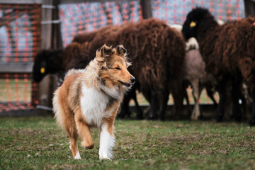 A fluffy miniature Scottish shepherd with a gorgeous mane. Sheltie is tending sheep in a paddock on...