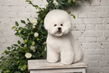 The little Bichon Frize stand on white wood chair muzzle in camera
