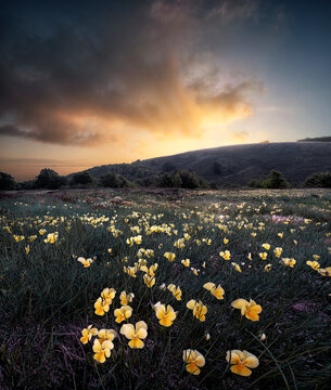 Sunrise over a yellow violet (Viola pubescens) field, Cusna Mountain, Appenines, Emilia Romagna, Italy