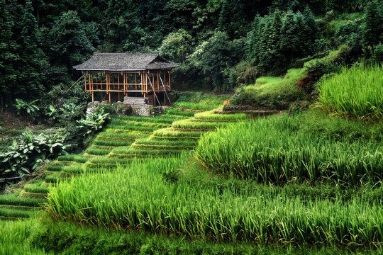 Small bamboo house in the Longsheng rice terraces, Guangxi, China