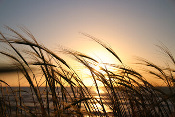 reeds at the beach during sunset