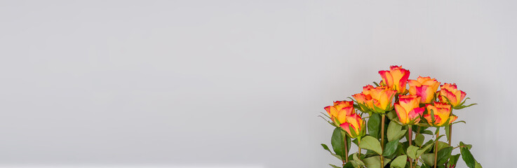 Fototapeta premium Rose flowers on a banner background
