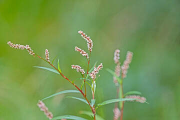 Water plant - Paersicaria Lapathifolia - pale knotweed - Australian native