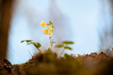Cuckoo flower at the edge of a wood