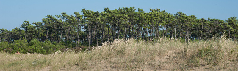 For&ecirc;t des "Saumonards" &agrave; l'&icirc;le d'Ol&eacute;ron