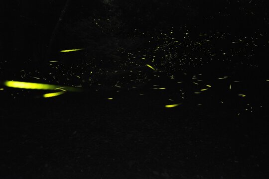 Fireflies in the dark, Emilia Romagna, Italy