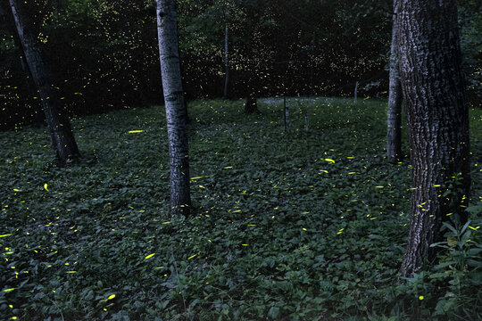 Fireflies in the woods, Emilia Romagna, Italy