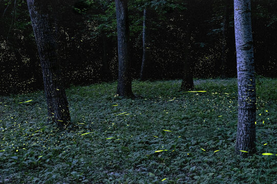Fireflies in the woods, Emilia Romagna, Italy