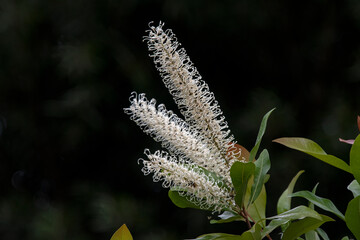 White flower - White grevilleas Baileyana