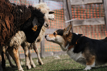 Beautiful and intelligent little shepherd dog. Pembroke black tricolor Welsh Corgi puppy grazes...