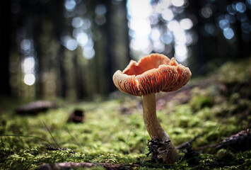Mushroom in the undergrowth with moss, Trentino-Alto Adige, Italy
