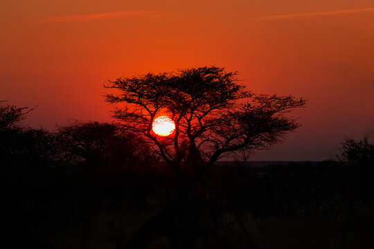 Sunrise sun framed by a tree silhouette, Namibia