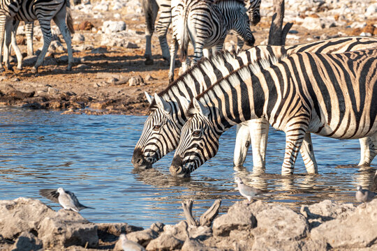 Zebras drinking in a pond, Etosha National Park, Namibia
