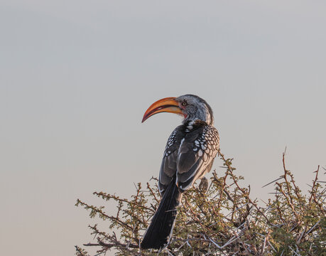 Hornbill (Tockus monteiri) on an acacia tree, Etosha National Park, Namibia