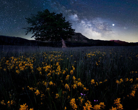 Milky Way at Prati di Sara with yellow flowers in the foreground and bent tree and mountain in the background, Emilia Romagna, Italy