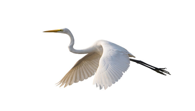 Great egret isolated on white background