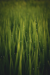 Sunset at paddy field with dew droplet.