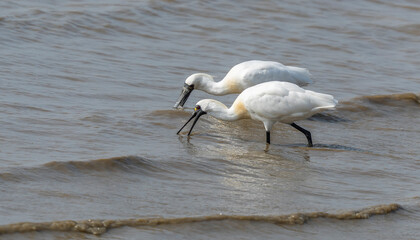 black-faced spoonbill and seagull foraging in wetland