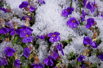 Blumen im Schnee