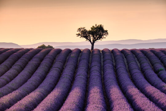 Lonely tree on top of a lavender field at sunset, Valensole, Provence, France