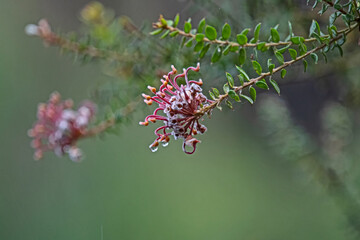 grey spider flower- Grevillea Bracteosa in the rain